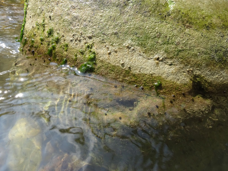 Ancylus fluviatilis (?) - Ancylidae